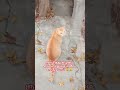 ஞாயித்து கிழமை எல்லாத்துக்கும் லீவ் உட்ருவோம் 😹 #funnycatmindvoice#catvideos #shortsfeed#ytshorts
