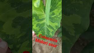 Colocasia Midori sour