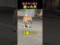 ❤️1600万❤️散歩中に猫を拾ったワンちゃんｗｗ