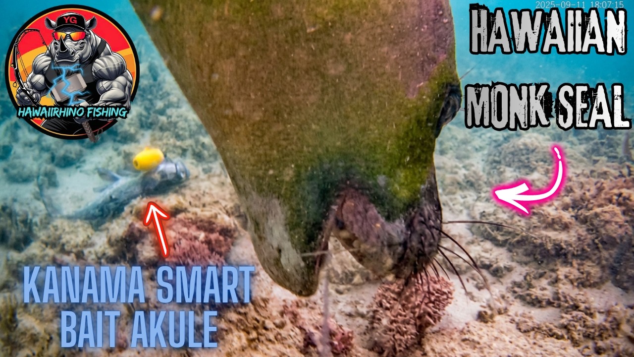 Hawaiian Monk Seal Intelligence and Fishing Gear Avoidance