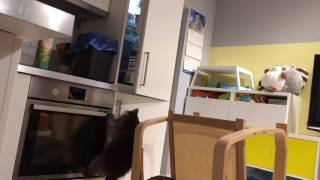 Енот открывает холодильник 😂🙈 Енот открывает холодильник 😂🙈