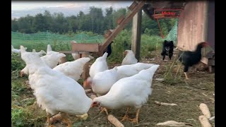 Week 12 Meat Chicken Breeding Project