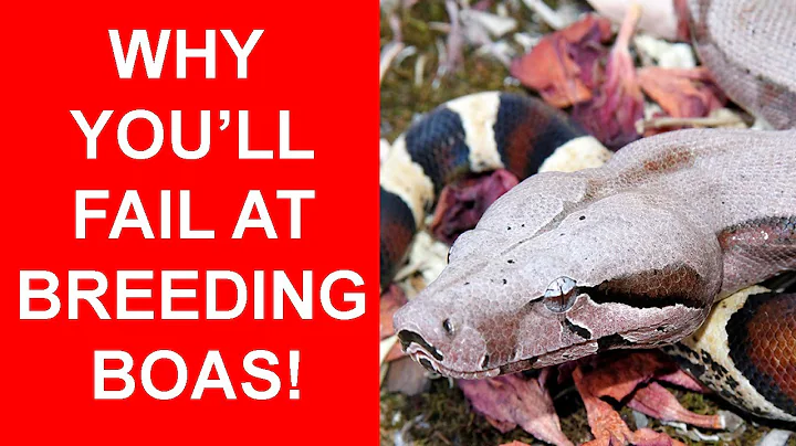 3 Reasons Why You'll Fail at Breeding Boas