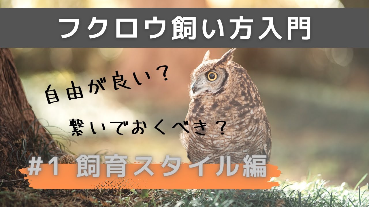 1 How To Start Life With Owls Part 1 Keeping Style 1-how-to-start-life-with-owls-part-1-keeping-style
