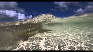 Mr. Blacktip