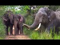 This is what a sanctuary for elephants in Sri Lanka look like,Majestic Elephants of Sri Lanka