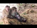 HELP AMARA-Monkey Was Kidnapped By Two Mental Monkeys!