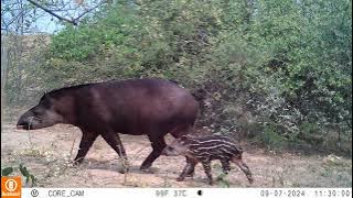 STRANGE ANIMALS IN THE JUNGLES OF PARAGUAY - Trail Camera 2024