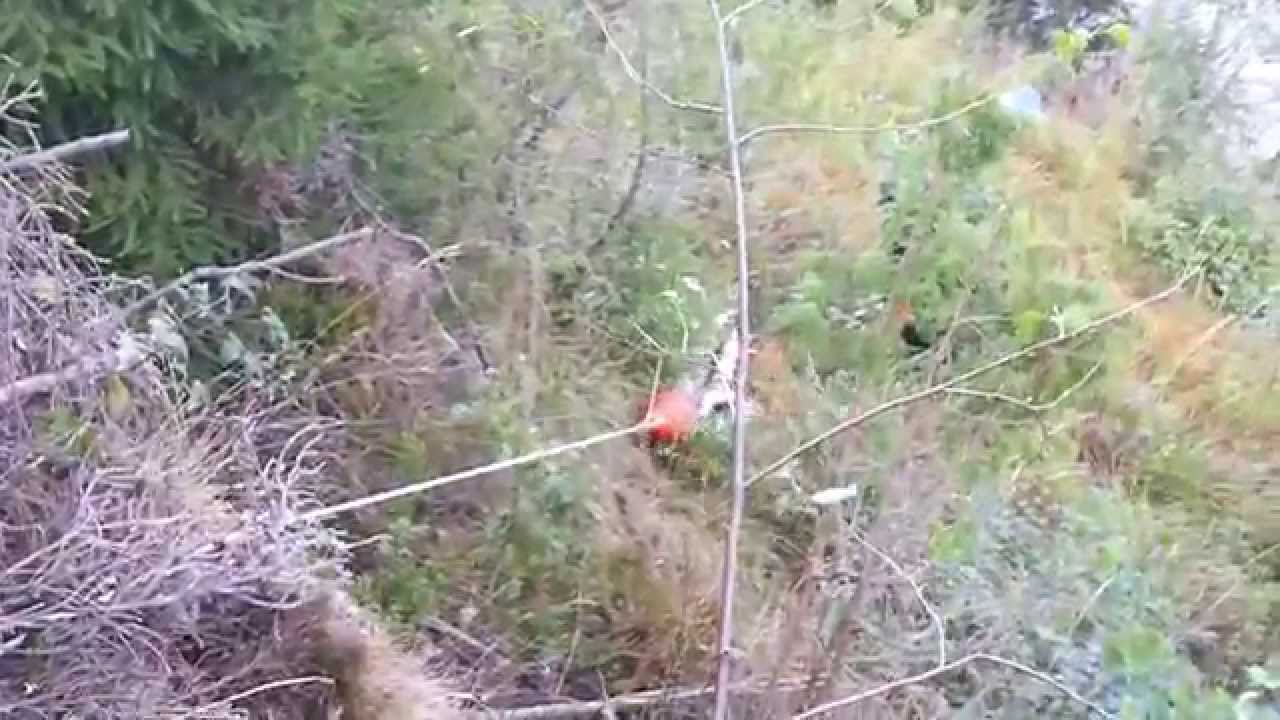 Skogsarbeid med PWC 3000 vinsj på Godset