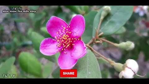 Cách nhận biết và sử dụng rau rừng