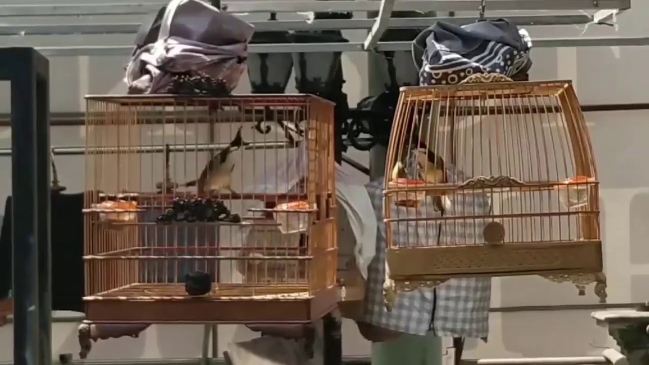 Chào Mào lồng vuông trái