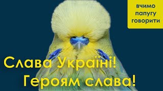 відео урок для папуги 🎧 вчимо папугу говорити : Слава Україні! Героям слава!