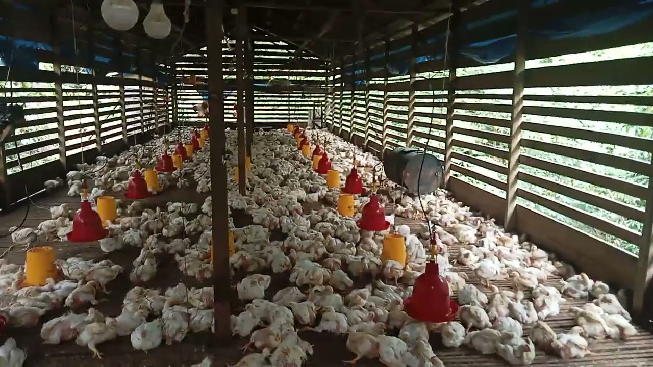 Umur 30 hari ayam broiler bobot Masi 1,6 rata2