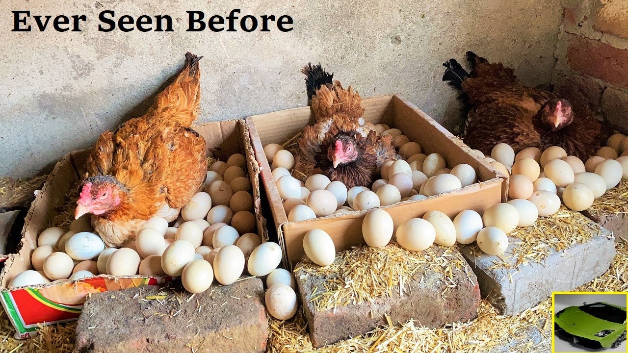 3 Aseel Hens HARVESTING Too Many EGGS Together   Hatching 100 Eggs To Chicks