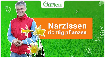 Kann man im März noch Narzissen Pflanzen?