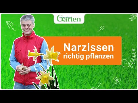 Video: So Erreichen Sie Das Tal Der Narzissen