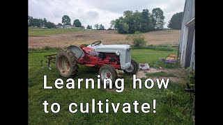 Farming Sunflowers and learning how to cultivate