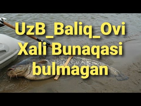 Video: Qaymoqdagi Baliq