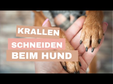 Video: Hundetrainer hofft, Krallen-, Drossel- und Schockhalsbänder in ihrer Stadt zu verbieten