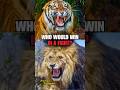 Löwe Gegen Tiger Ist Knapp