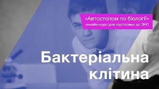 Бактеріальна клітина – Підготовка до ЗНО – Біологія Бактеріальна клітина – Підготовка до ЗНО – Біологія