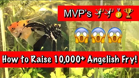 How To Raise Angelfish Fry - 10,000 plus Babies in...