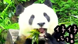 圓仔認真吃播超可愛，圓仔好乖巧|熊貓貓熊The Giant Panda Yuan Yuan and Yuan Bao|台北市立動物園