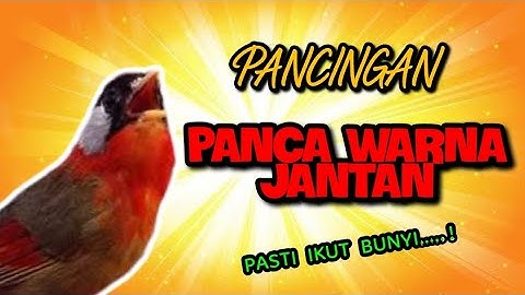 Burung Pancawarna Gacor Untuk Pancingan Malas Bunyi