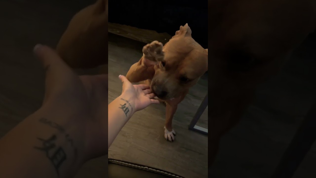 To anyone who thinks all pitbulls are only aggressive&hellip; #adoption #dogs #pitbull #rescuedog #cutedog