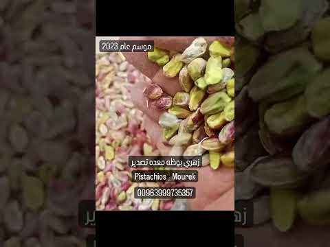 قلب فستق حلبي زهري بوظا موسم عام 2023 الفستق الحلبي مورك انتاج علاء الخالد