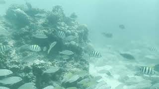 Early morning free-diving in the summer - Kish Island - Iran