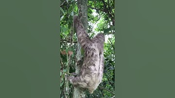 Helping a Sloth Cross the Road || ViralHog