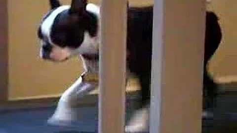 Madison on Treadmill
