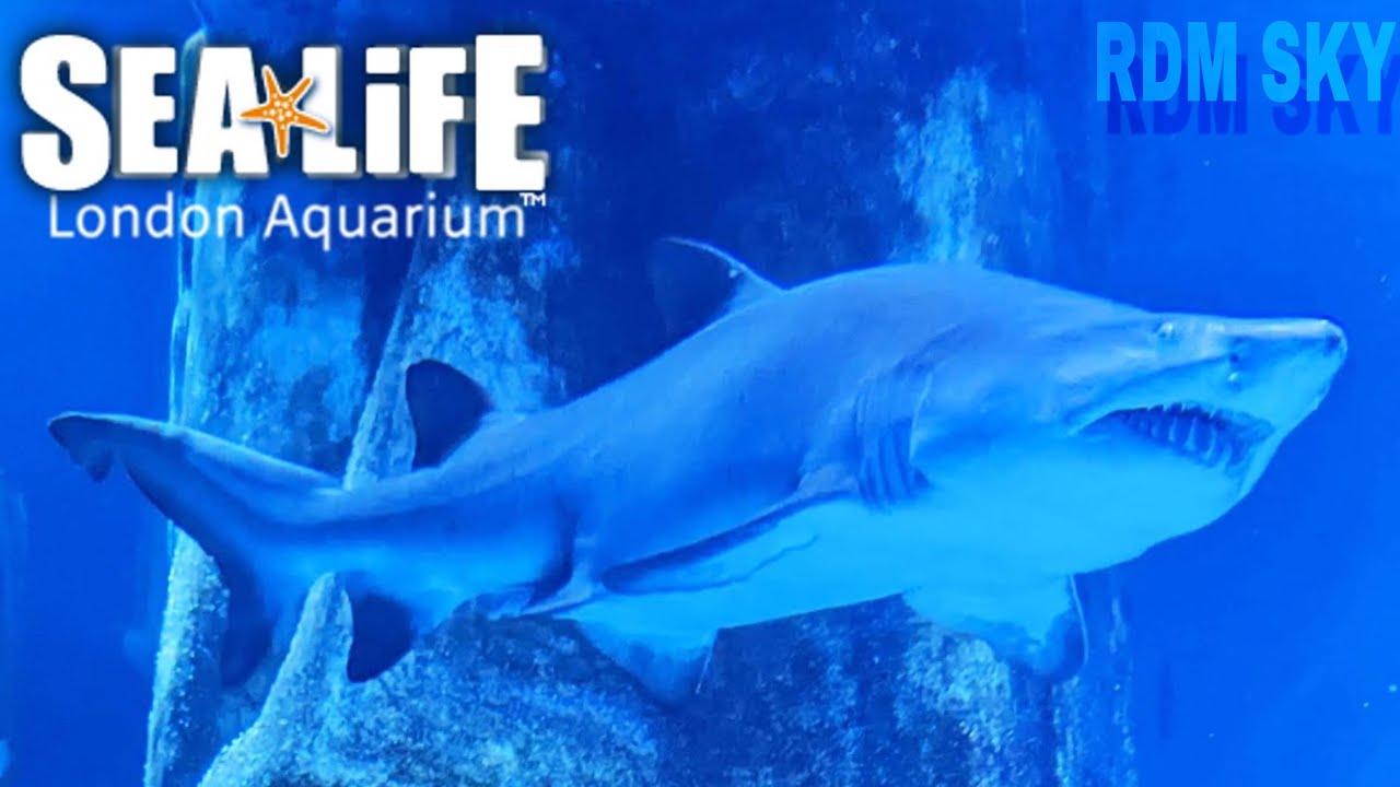 SEA LIFE LONDON AQUARIUM-SEA LIFE LONDON AQUARIUM VIRTUAL REALITY-RDM SKY