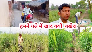 || हमने गन्ने में खाद क्यों बखेरा || Why did we spread fertilizer on sugarcane || vlog video || #bn