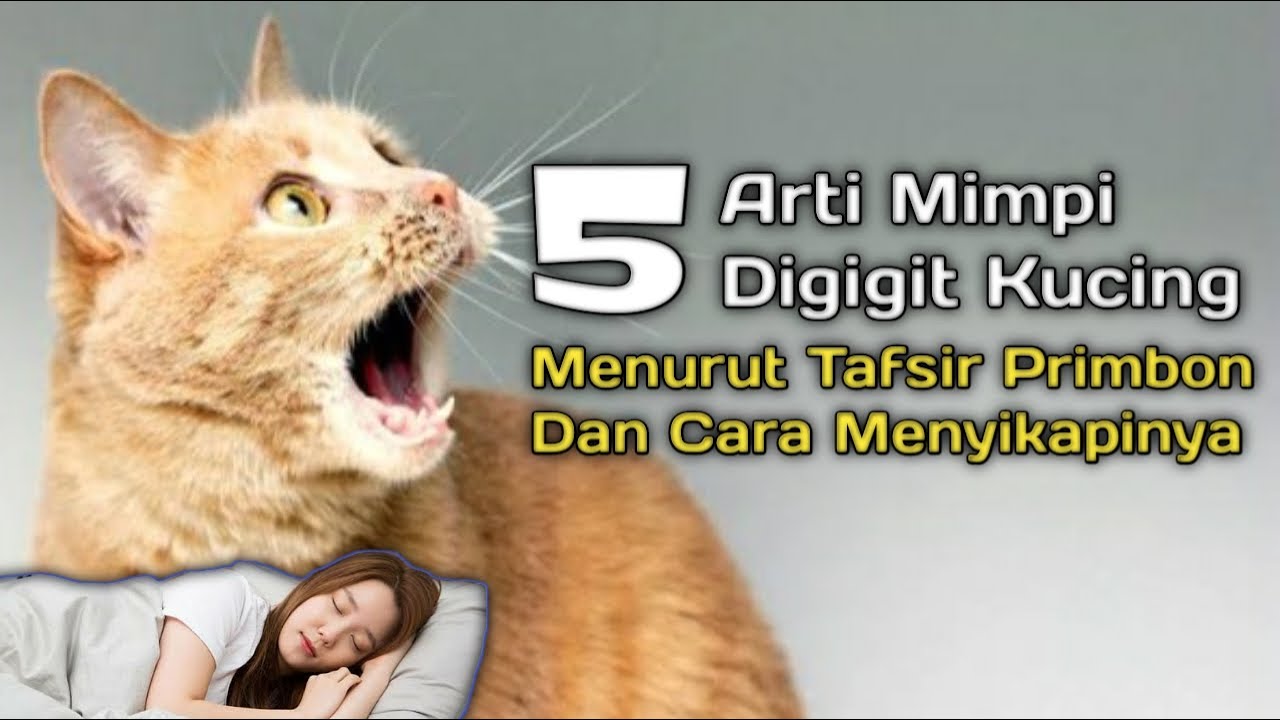 Mimpi Kucing Gigit Tangan / Kucing merupakan satu diantara hewan