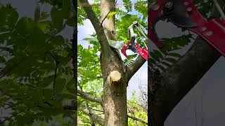 Efficient Tree Pruning With Multifunctional Tools