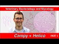 Campylobacter and Helicobacter (Part 1) - Veterinary Bacteriology and Mycology