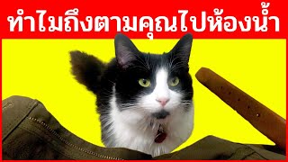 9 พฤติกรรมแปลกๆ ของแมวพร้อมคำอธิบาย