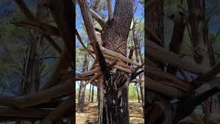 New structures, pine forest - Rayban meta