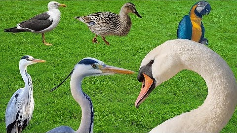 Cute Farm Birds sound : Duck , Parrot , Flamingo , Goose