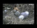 Update : BaldEagle on nest --Hatching video