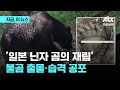 &#39;일본 닌자 곰의 재림?&#39; 불곰 출몰·습격 공포｜지금 이 뉴스