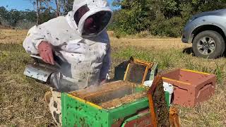 Spring management of honeybees.   Making room in the brood box. Orara Valley Honey 21 July 2021.