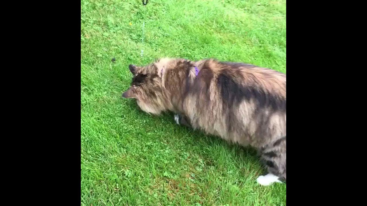 Why do cats like running water? YouTube