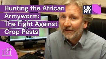 Hunting the African #Armyworm | The Fight Against Crop Pests and the Armyworm Breakout