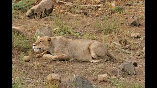 Live Safari From Timbavati - Greater Kruger Park