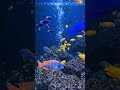 #sonic #fish #lifeisbutadream #music #ocean #haveitoldyoulatelythatiloveyou #aquarium