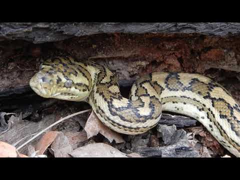 A python flicking its tongue