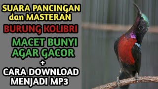 MASTERAN KOLIBRI NINJA JUARA   CARA DOWNLOAD MENJADI MP3